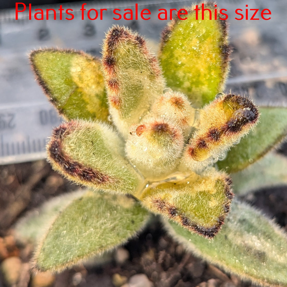 Kalanchoe Tomentosa Cinnamon | Monkey King