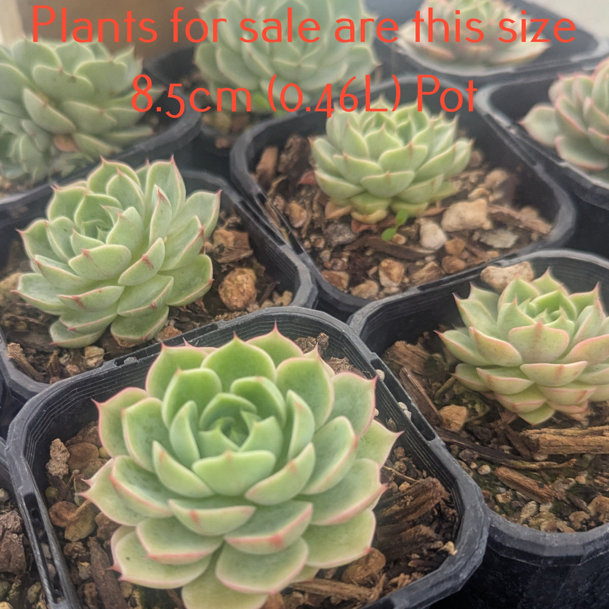 Echeveria Ben Badis