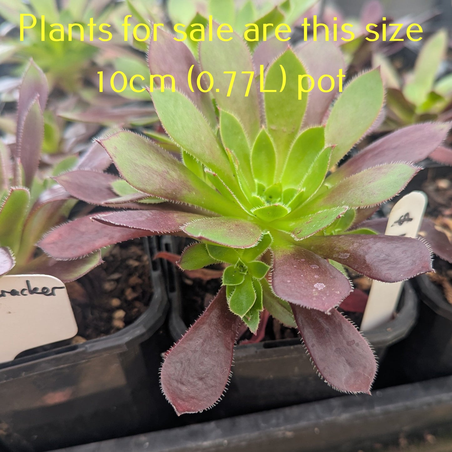 Aeonium Firecracker