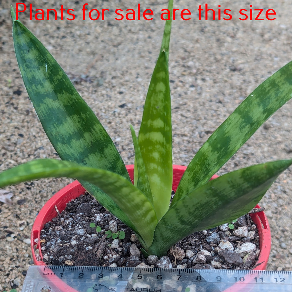 Sansevieria Fernwood Punk