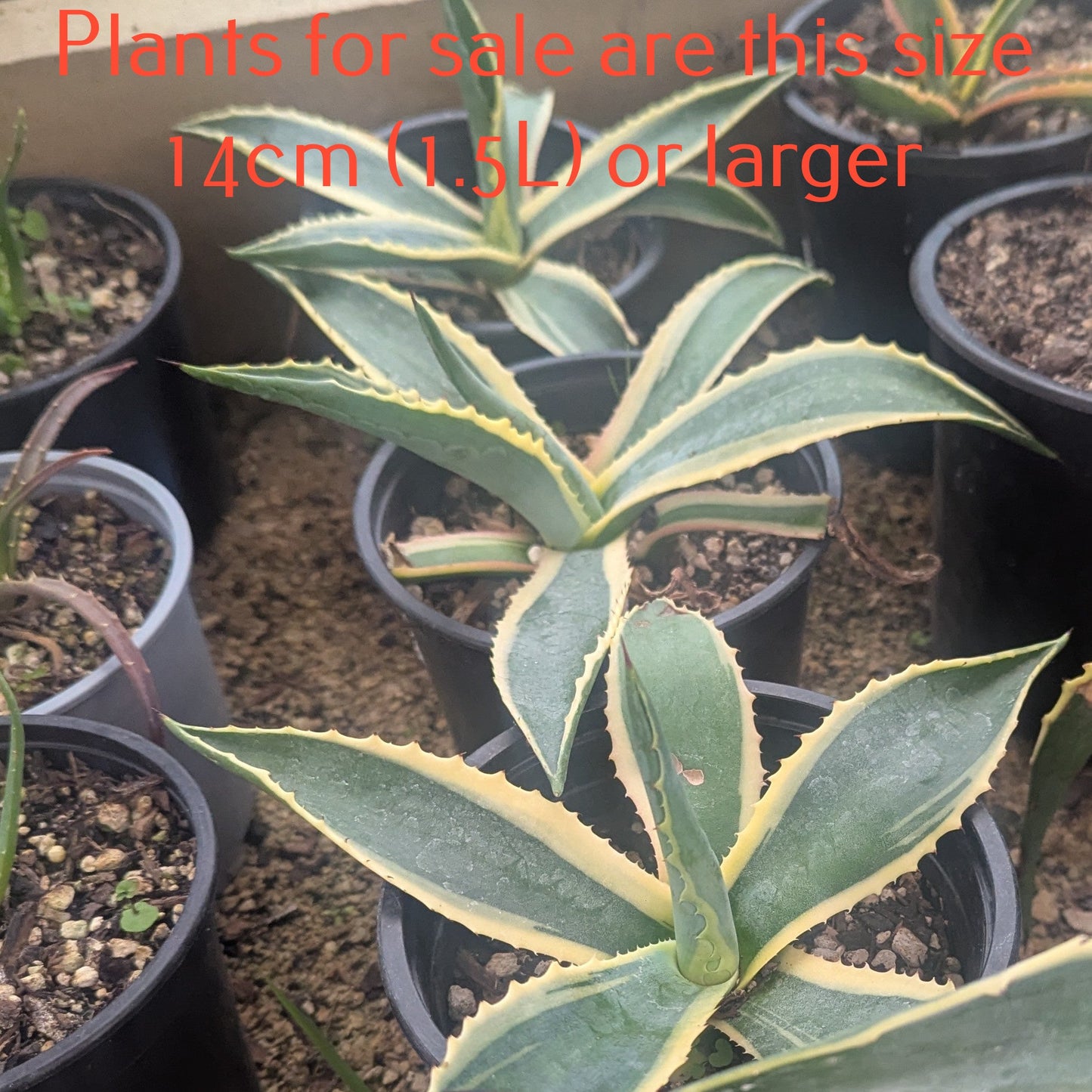 Agave Americana Marginata | Variegated Century Plant