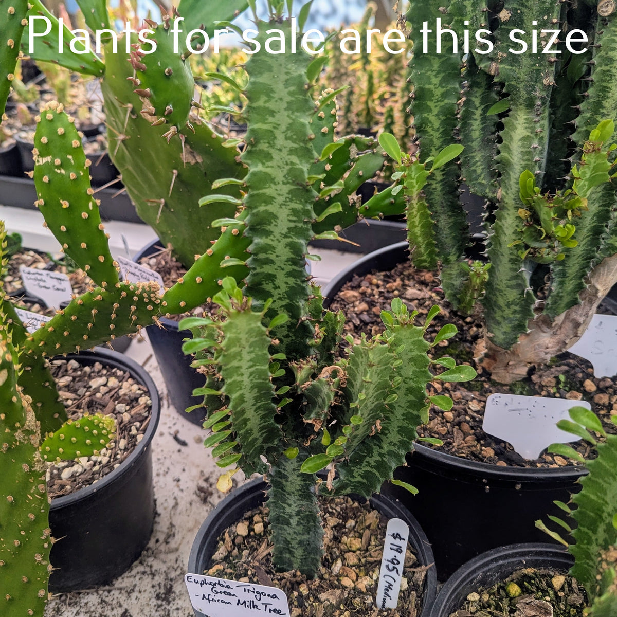 Euphorbia Trigona Green