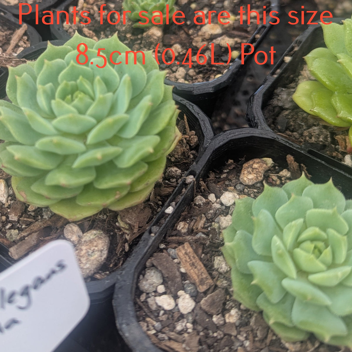 Echeveria Cris