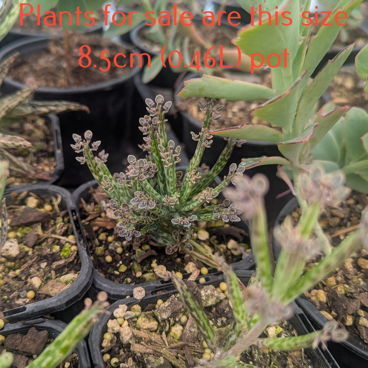 Kalanchoe Delagoense | Mother of Millions