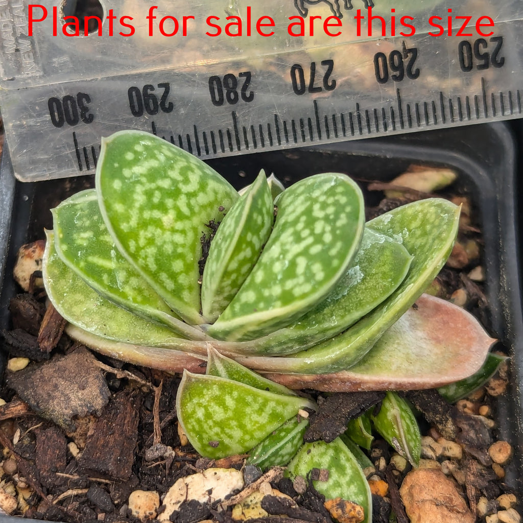 Gasteria Batesiana | Little Warty