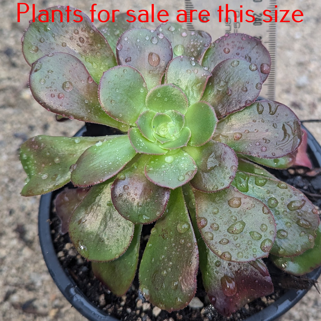 Aeonium Arboreum Velour