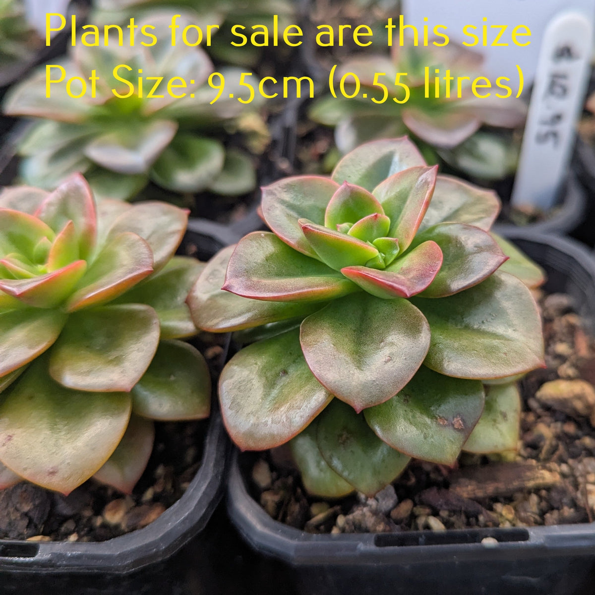 Echeveria Chroma