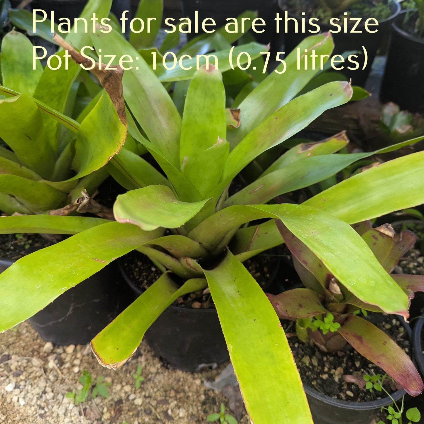 Bromeliad Neoregelia Johannis