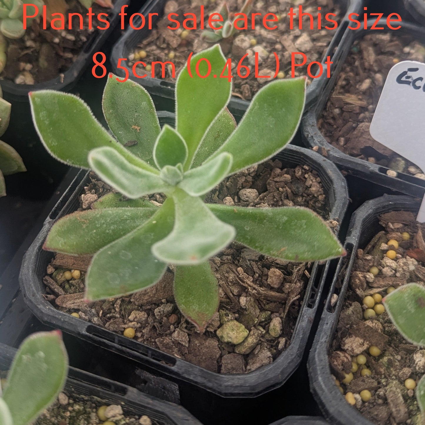 Echeveria Pulvinata | Ruby Blush