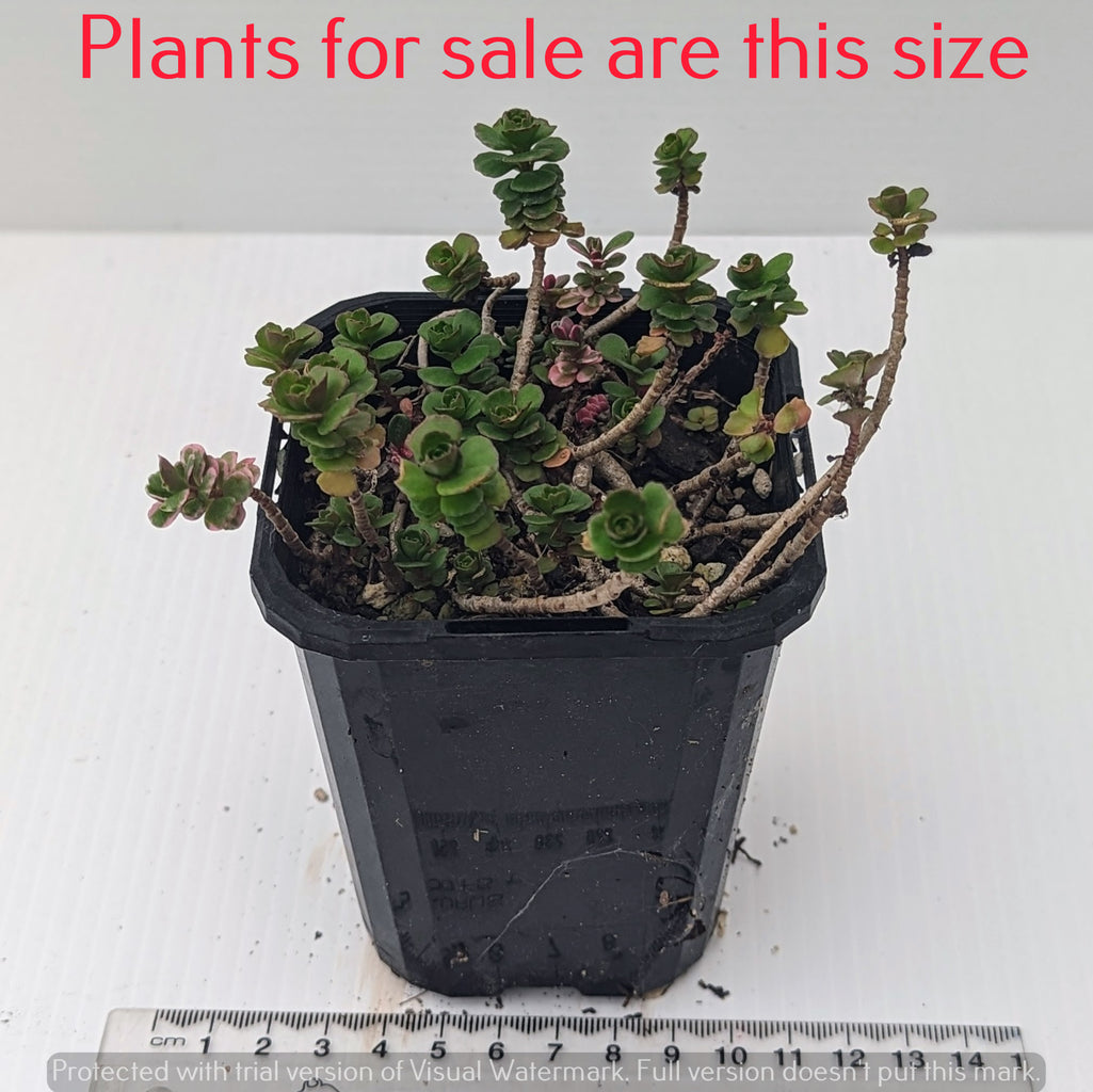 Sedum Spurius Tricolor