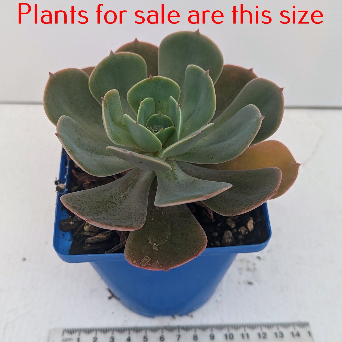 Echeveria Imbricata | Blue Rose