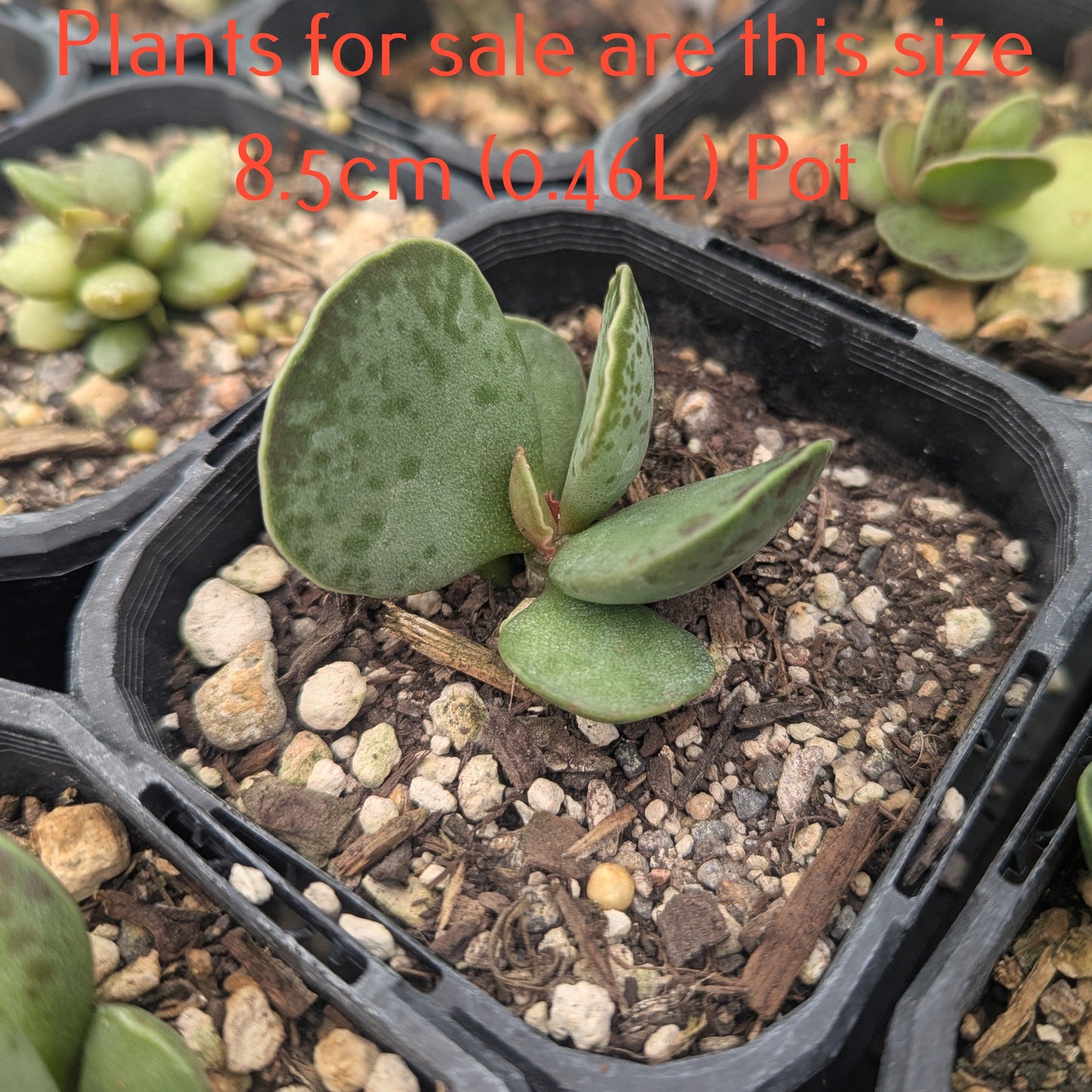Adromischus Cooperi | Plover Eggs Plant