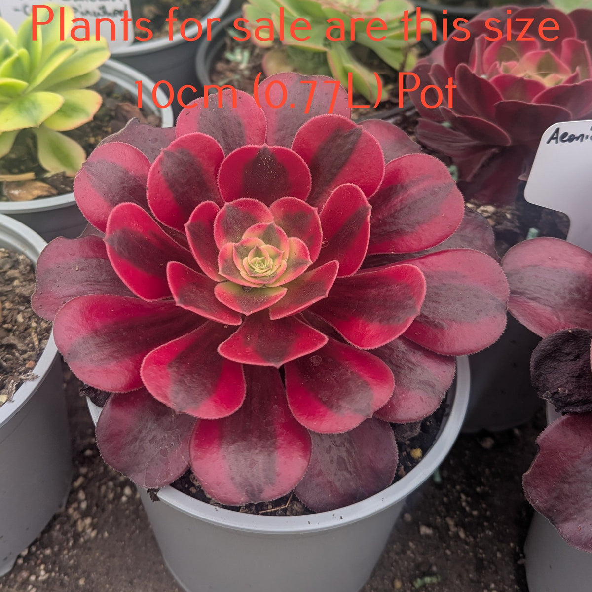 Aeonium Medusa
