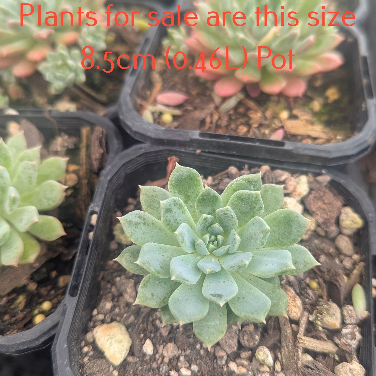Echeveria Dondo