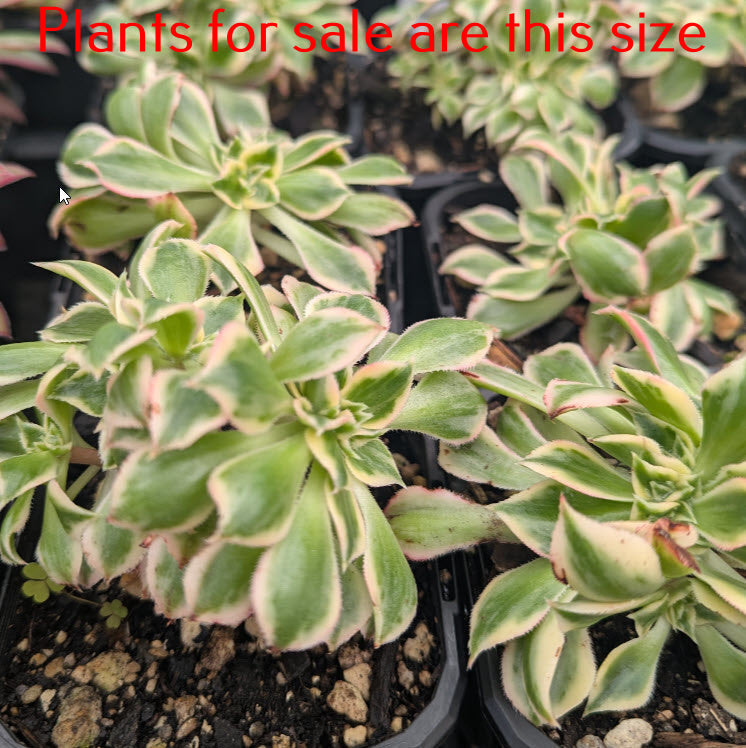 Aeonium Sunburst Cristata