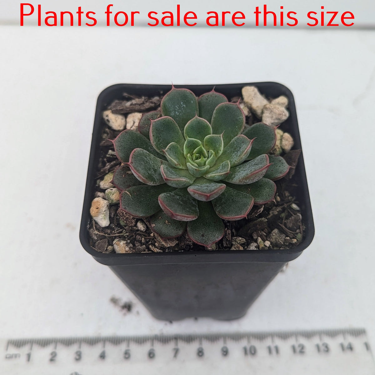 Echeveria Red Pomegranate