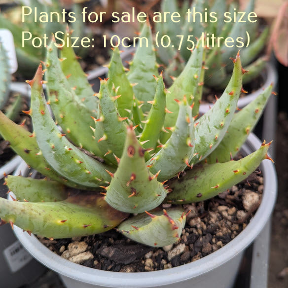 Aloe Peglerae