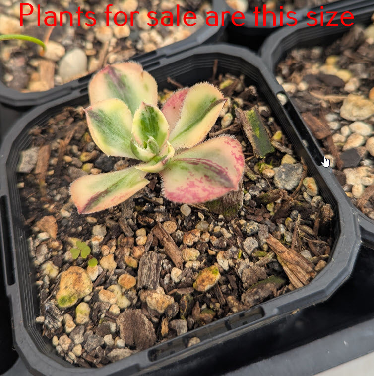 Aeonium Red Fuji Variegated