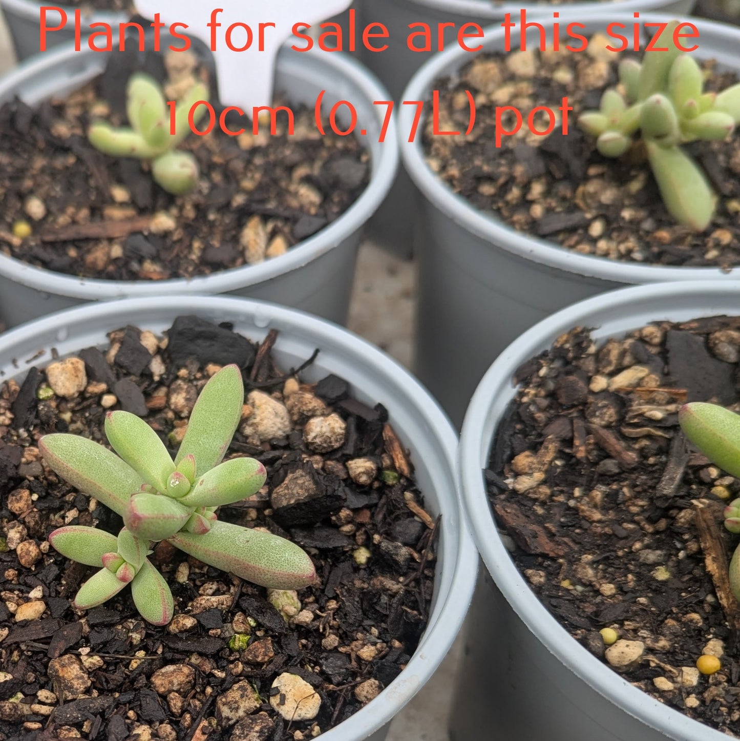 Crassula Nudicaulis Herrei