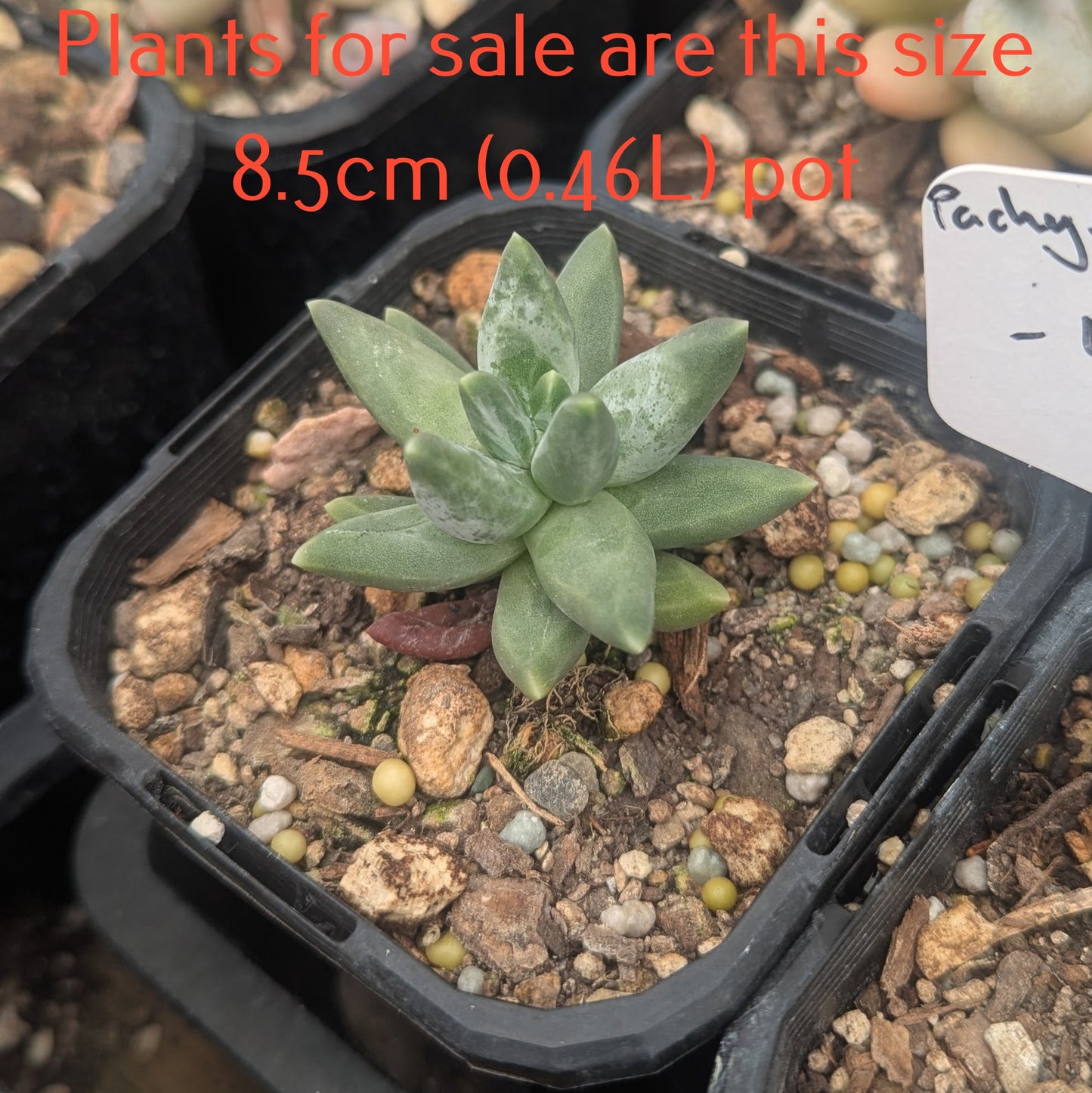 Pachyphytum Compactum Rose | Little Jewel