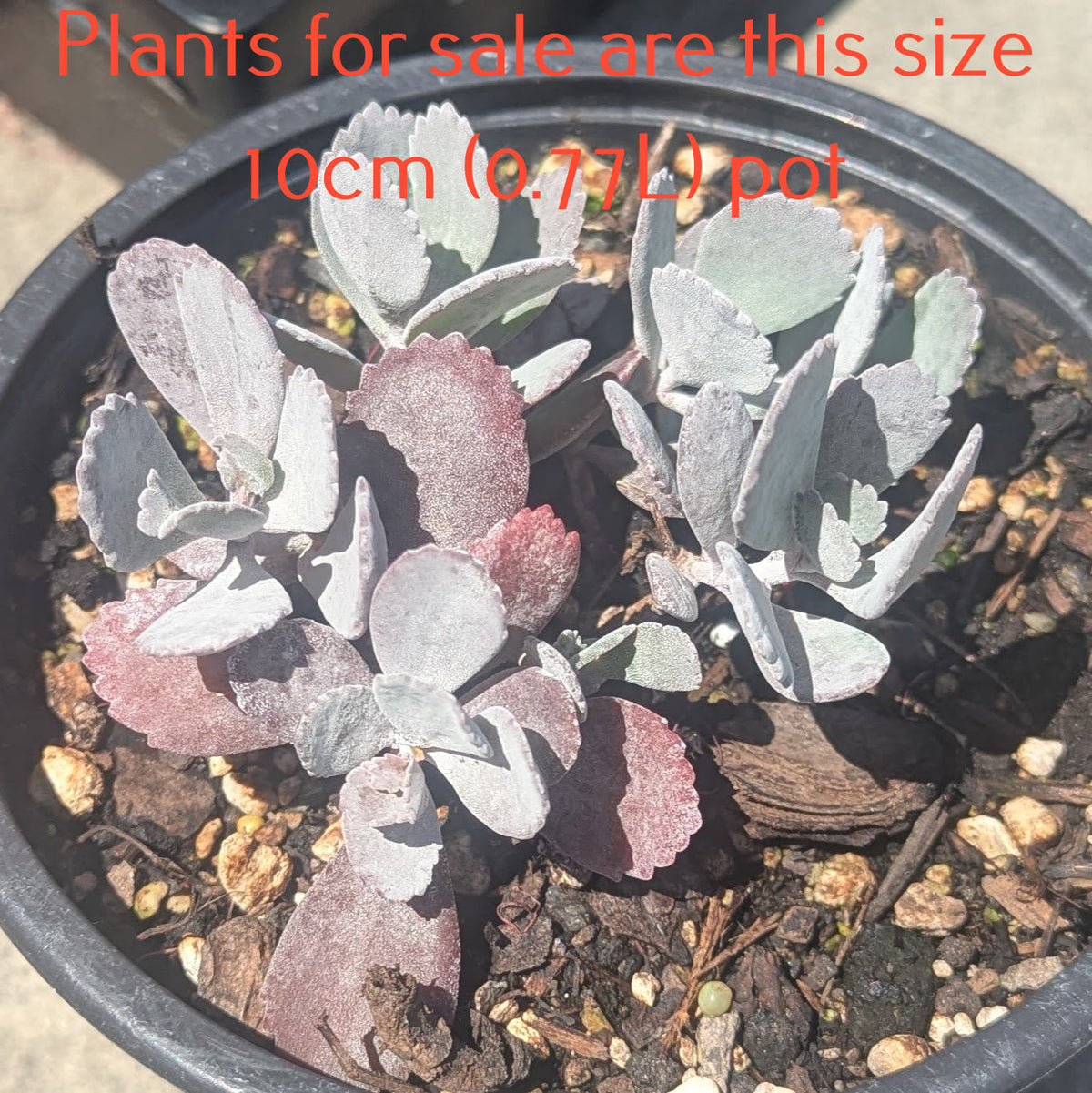 Kalanchoe Pumila | Flower Dust Plant