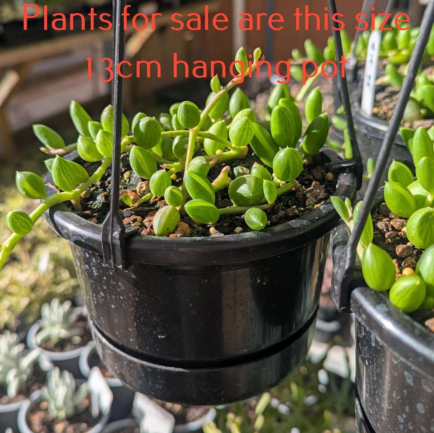 Senecio Herreanus | String of Watermelons