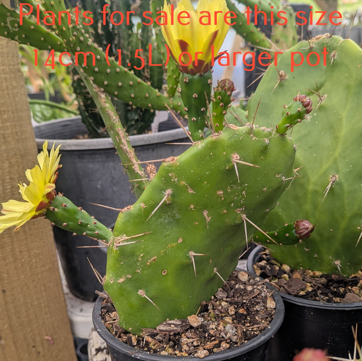 Opuntia Monacantha | Drooping Prickly Pear