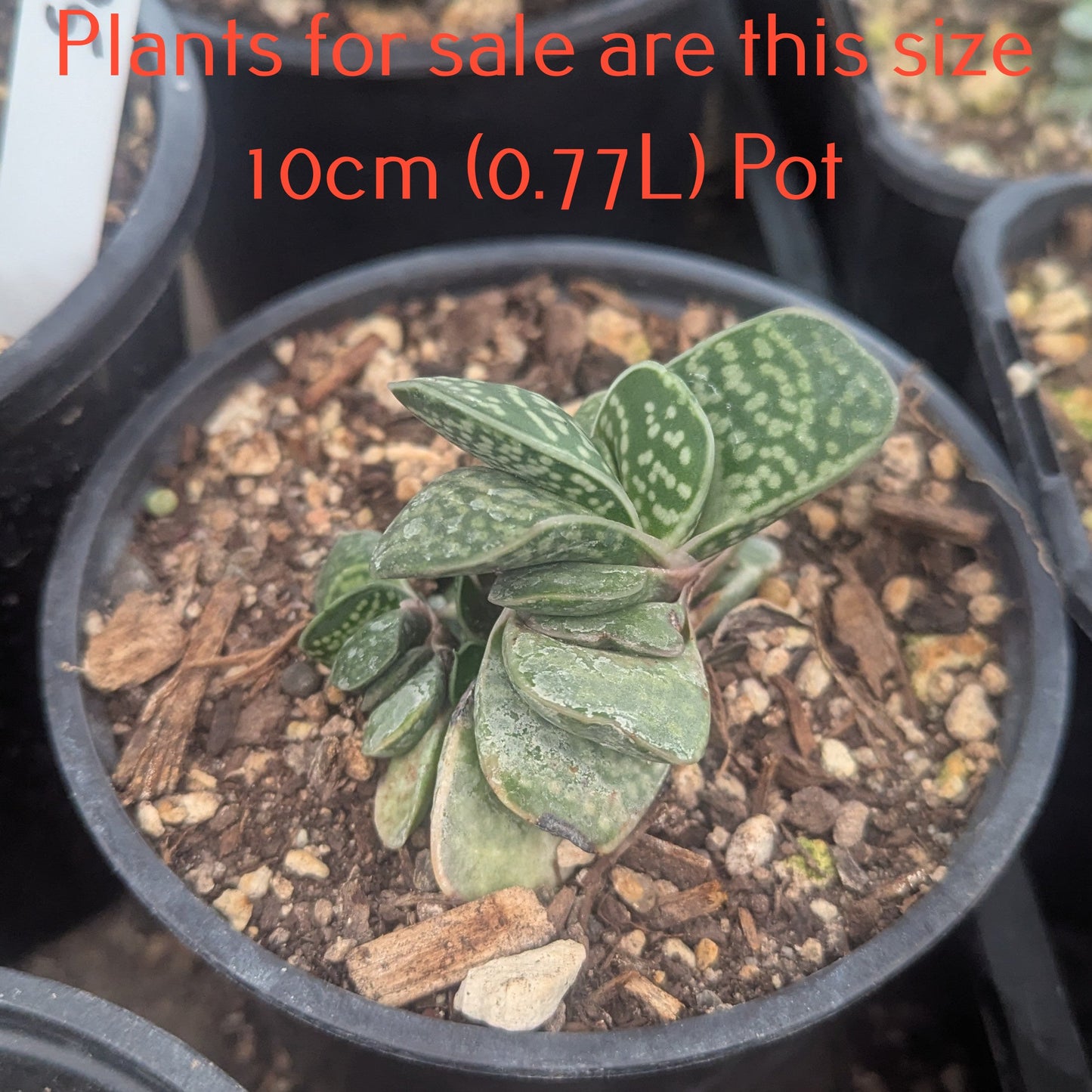 Gasteria Pillansii | Mother-in-Laws Tongue