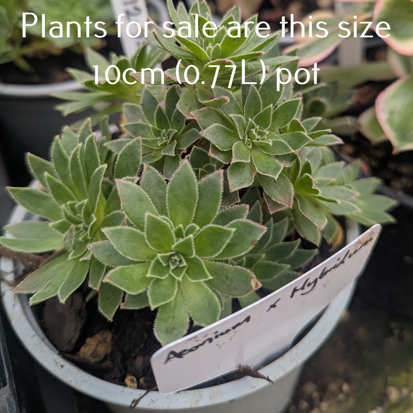 Aeonium x Hybridum