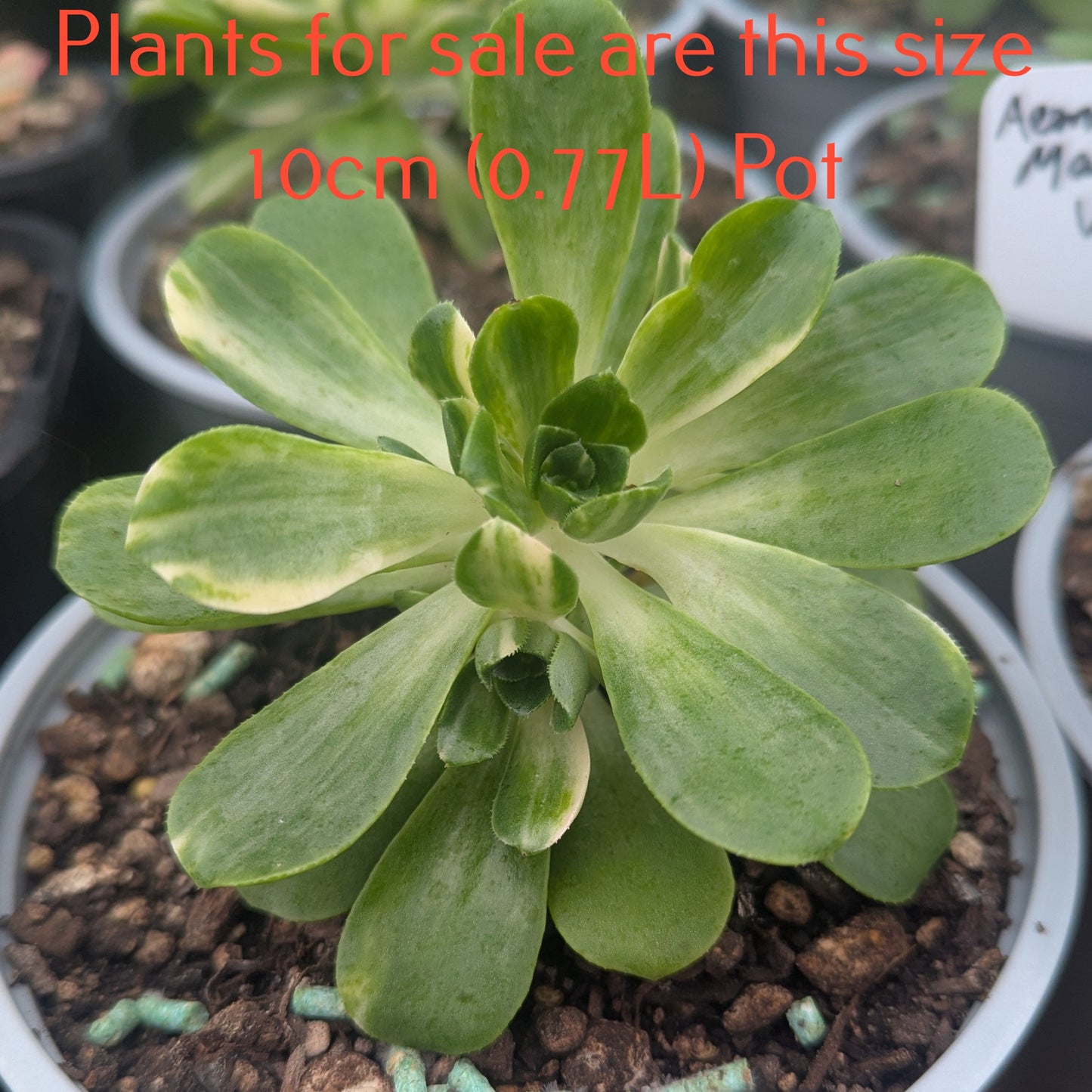 Aeonium Castello-Paivae 'Harry Mak' | Suncup