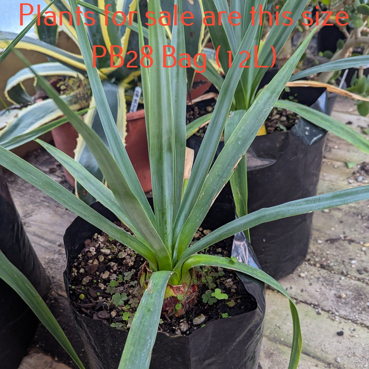 Furcraea Roezlii | Bedinghousii