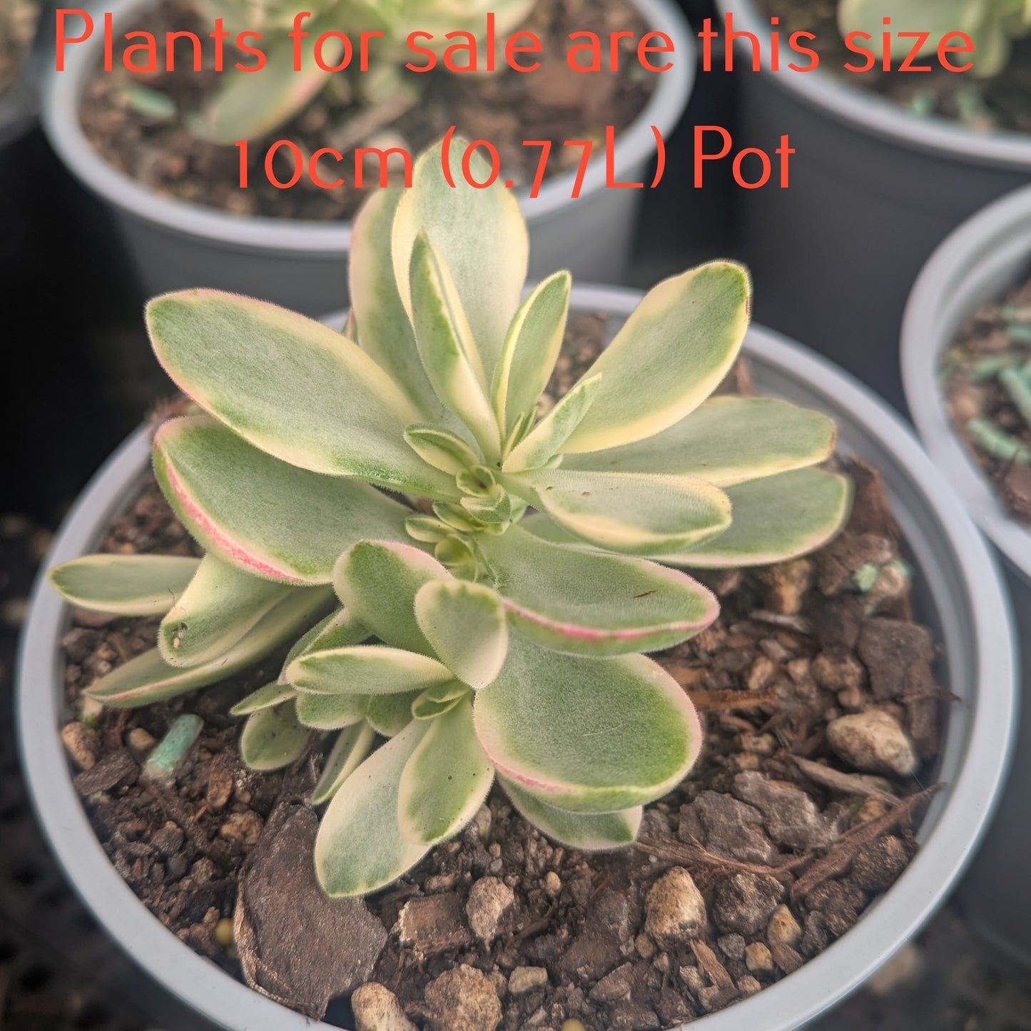Crassula Money Maker f. Variegata