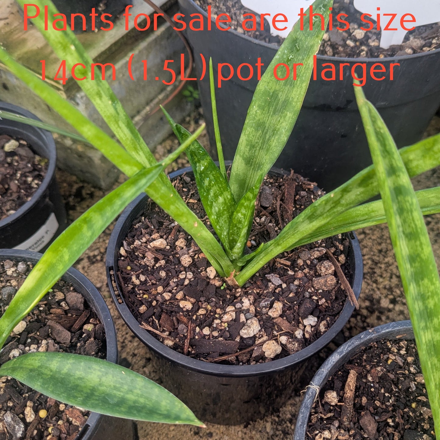 Sansevieria Fernwood Punk