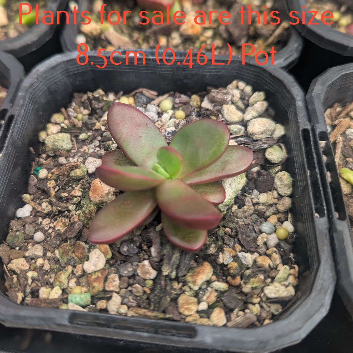 Crassula Clavata | Purple Butterfly