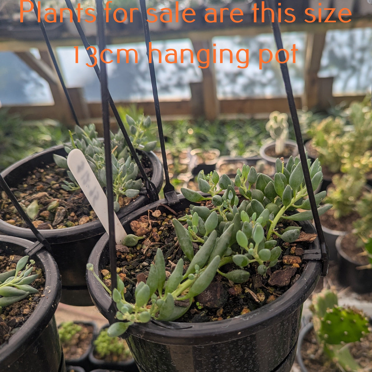 Senecio Citriformis| String of Lemons