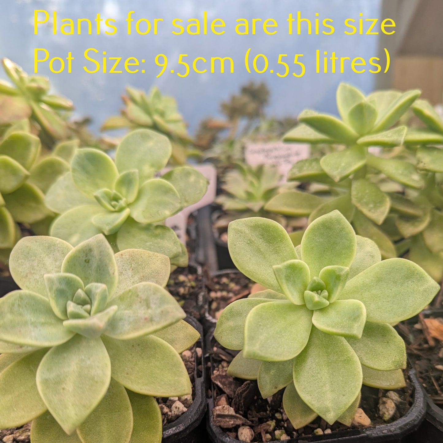 Graptoveria Harry Watson