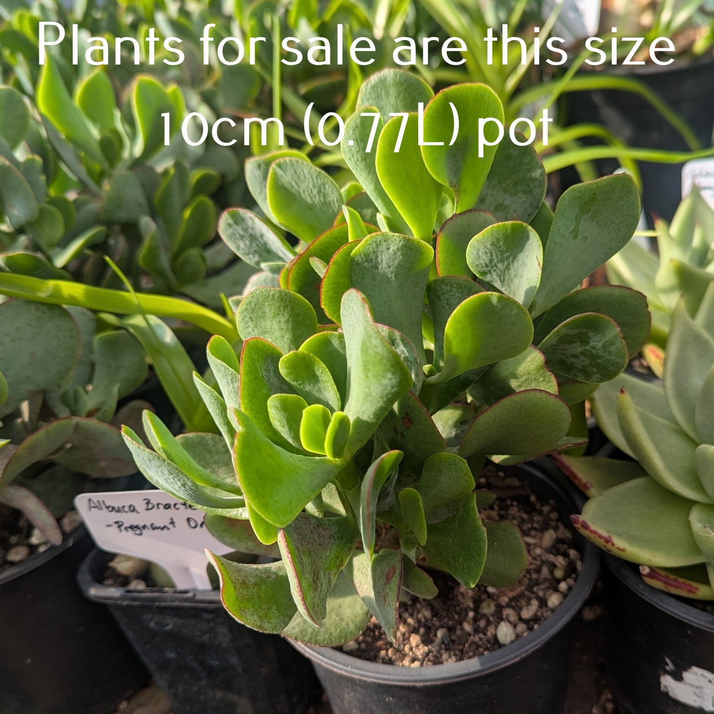 Crassula Arborescens | Blue Bird