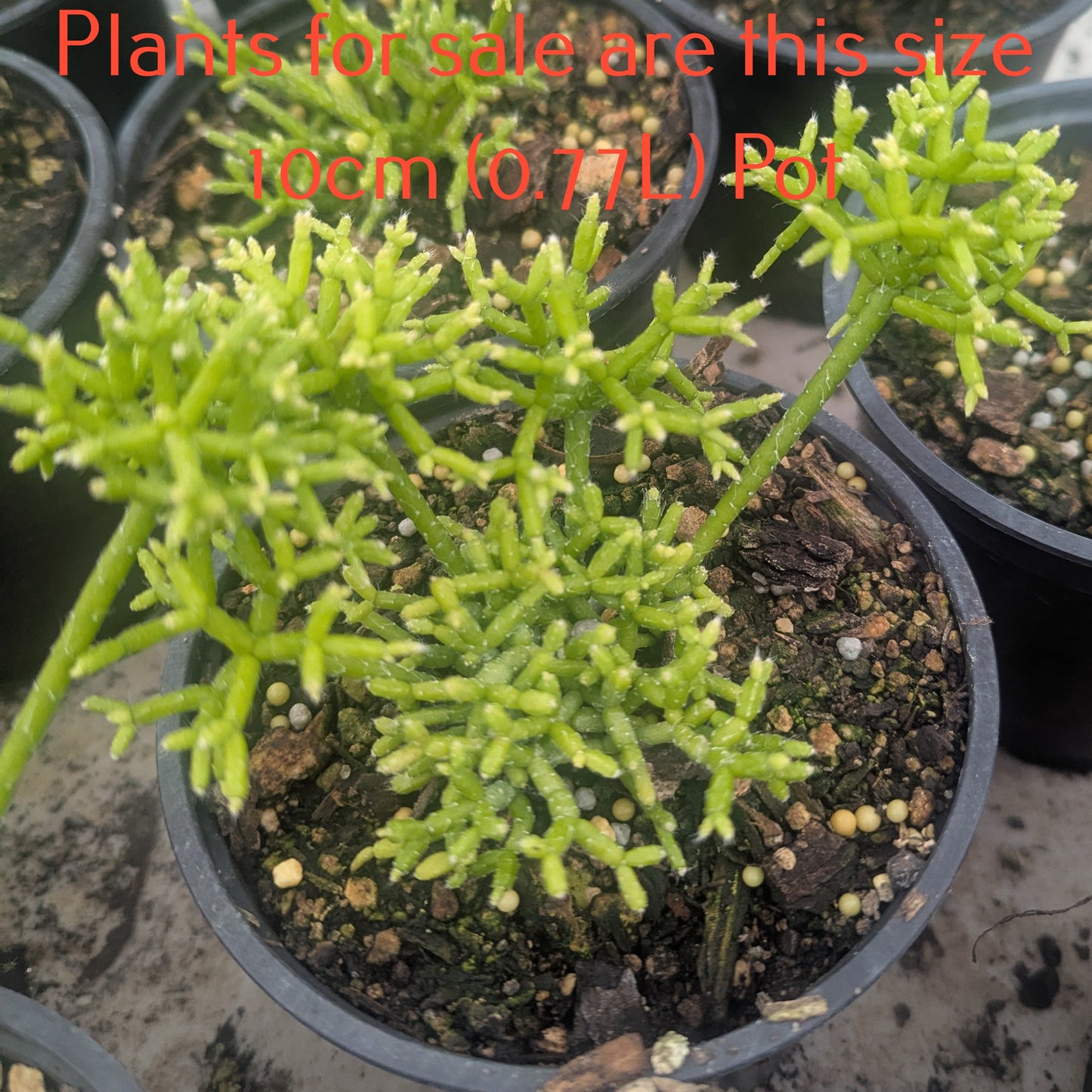 Rhipsalis Cereuscula | Coral Cactus