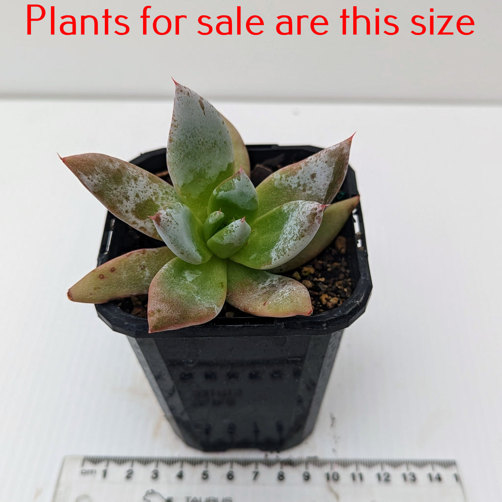 Echeveria Colorata | Mexican Giant