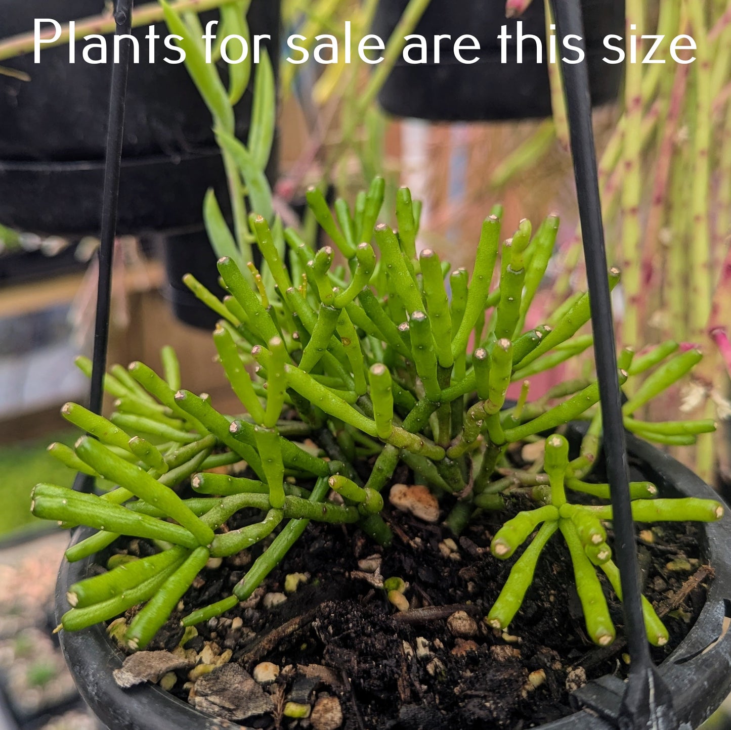 Rhipsalis Baccifera | Mistletoe Cactus