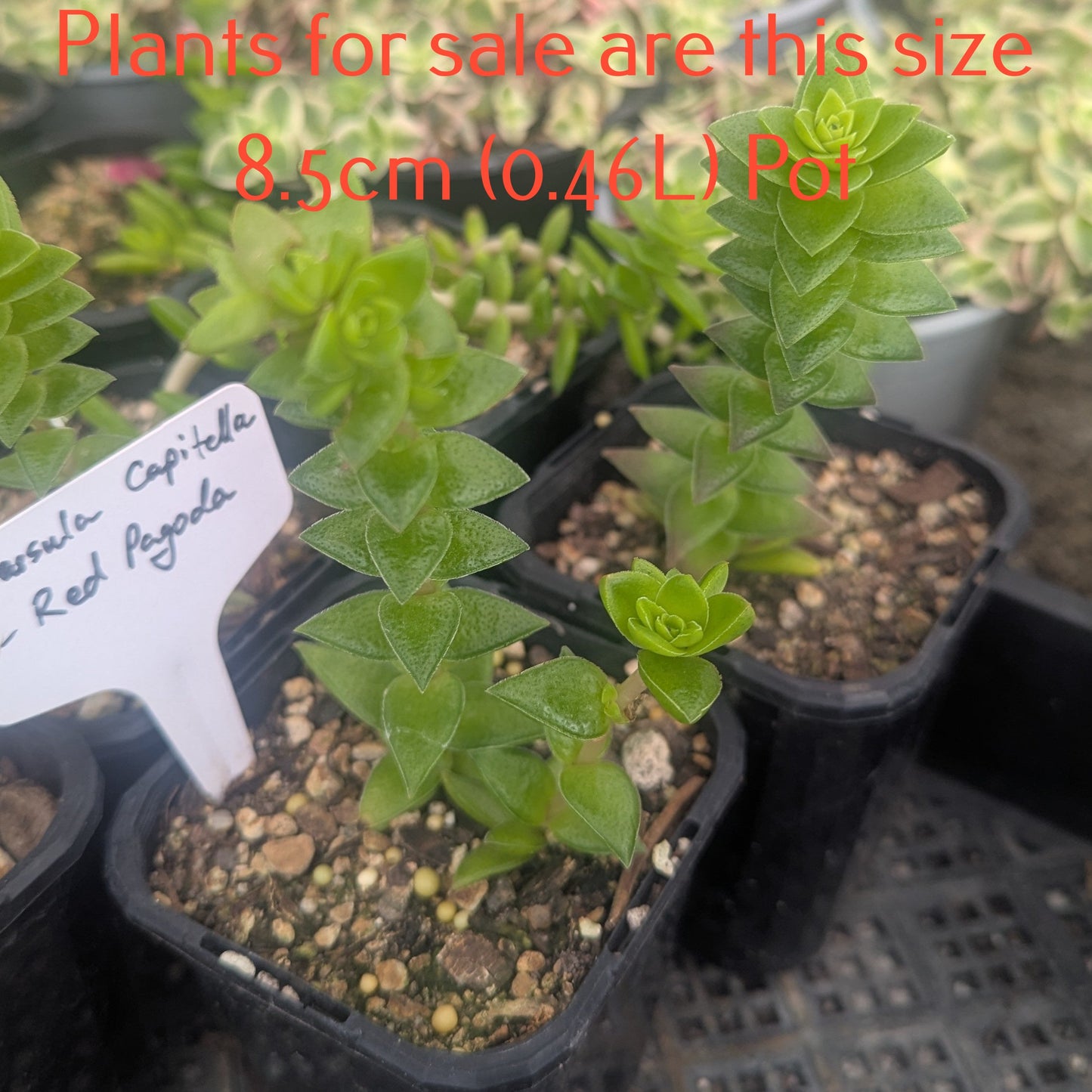 Crassula Coccinea | Red Crassula