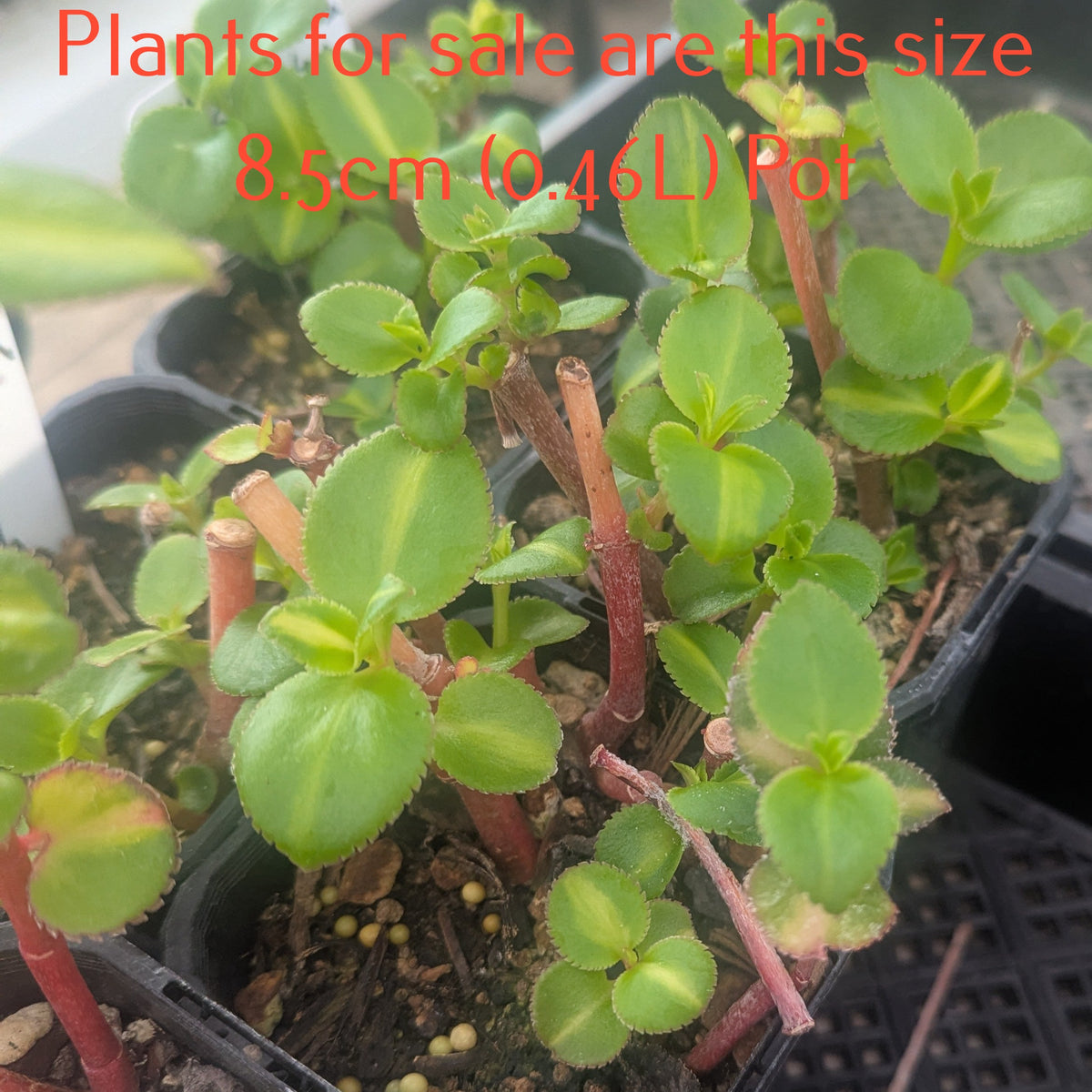 Crassula Sarmentosa ssp. Sarmentosa
