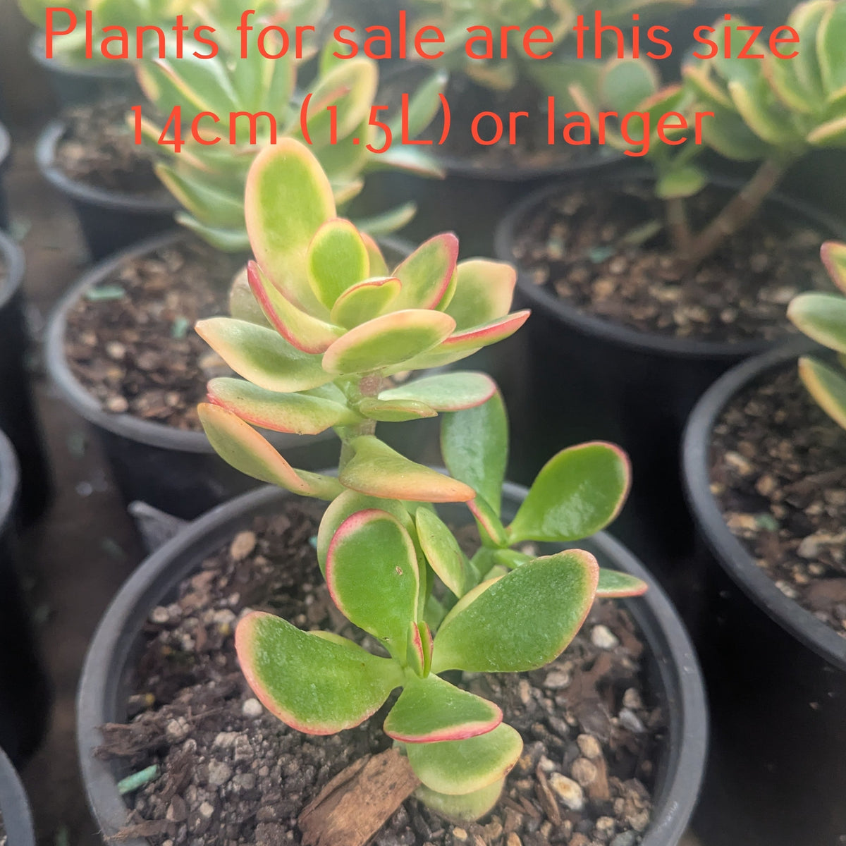 Crassula Ovata 'Hummel's Sunset | Golden Jade