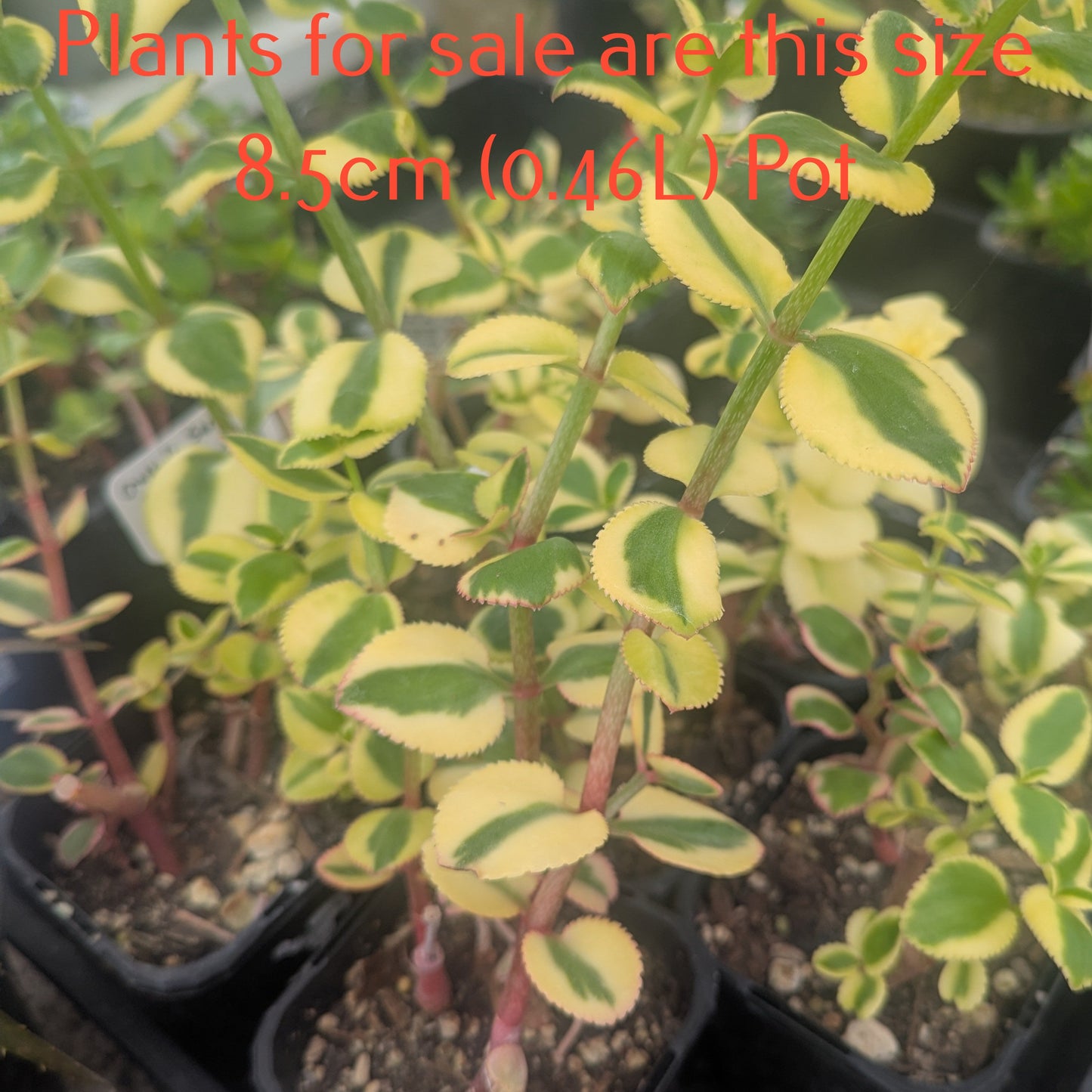 Crassula Sarmentosa Comet | Variegated Trailing Jade Plant