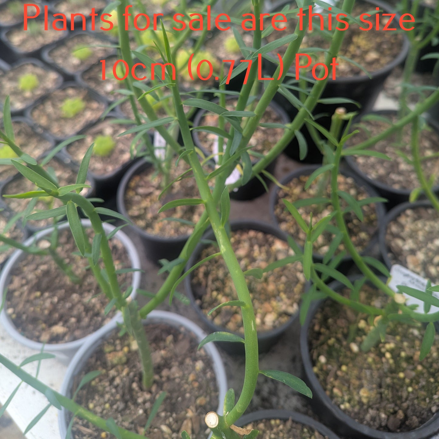 Euphorbia Mauritanica | Pencil Milkbush