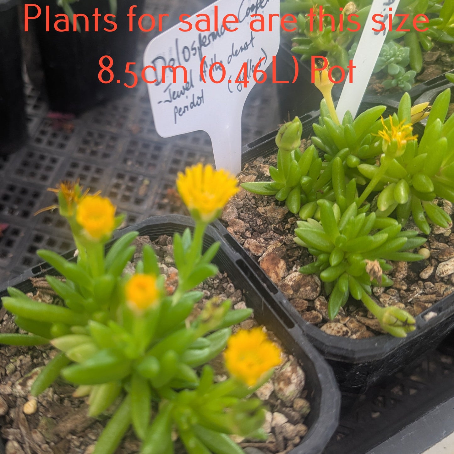 Delosperma Cooperi | Jewel of the Desert Peridot (Yellow)