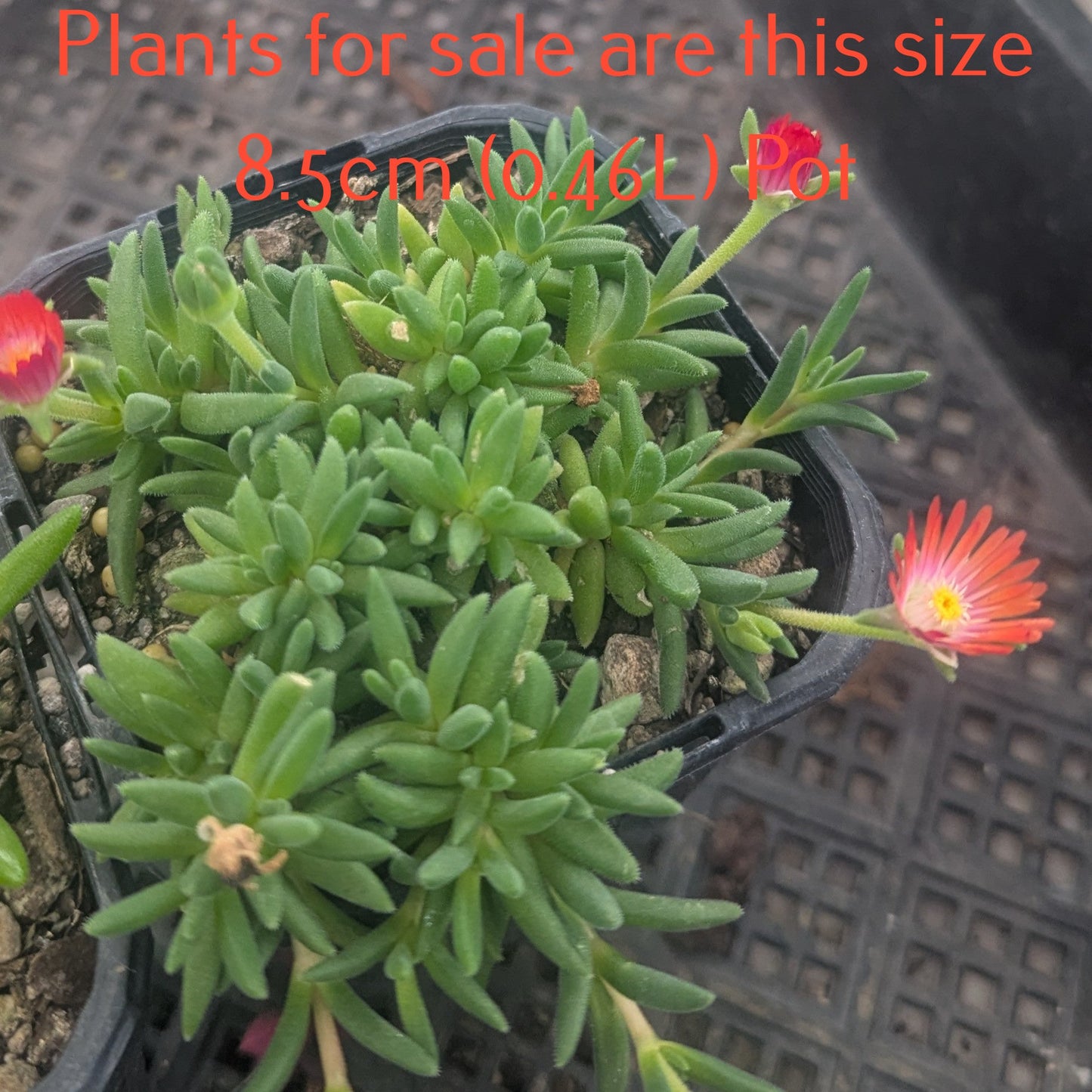 Delosperma Cooperi | Jewel of the Desert Sunstone (Orange)