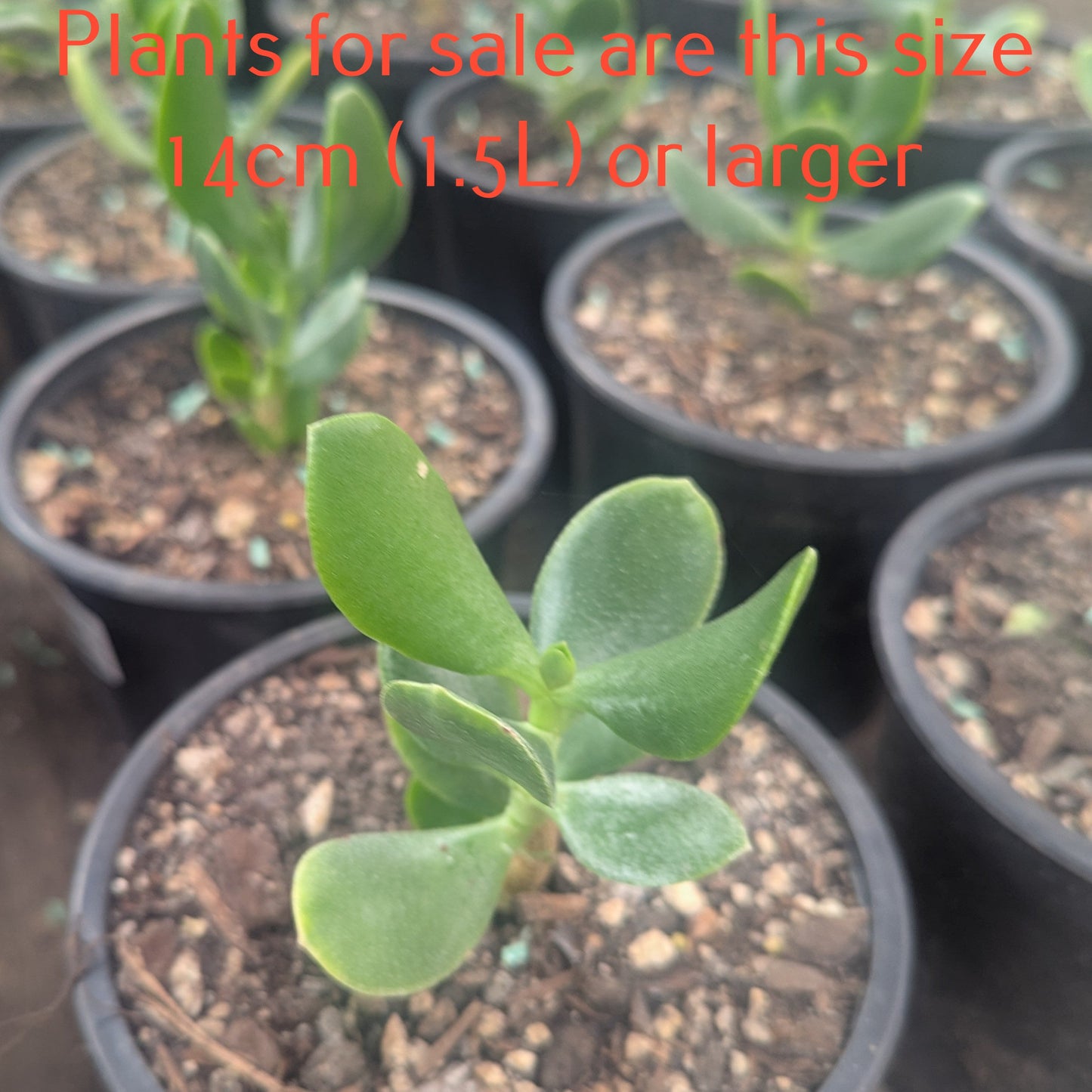 Crassula Ovata | Classic Jade Plant