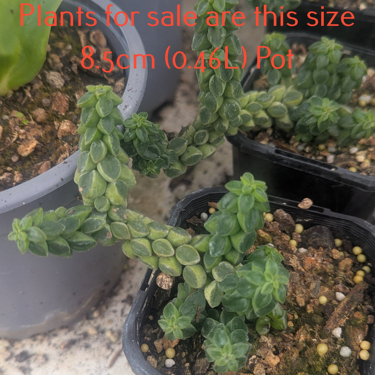Peperomia Columella | Columnar Peperomia