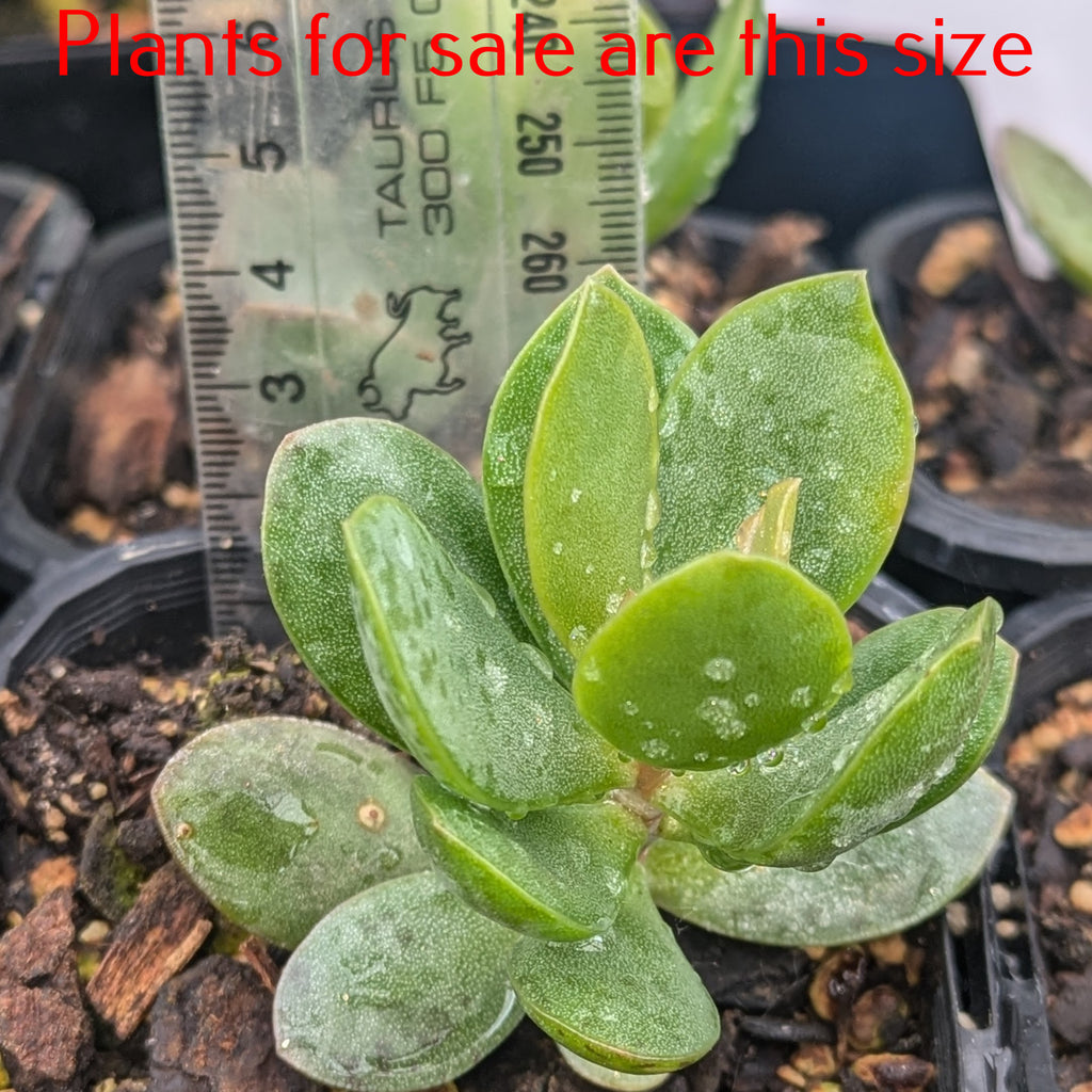 Adromischus Malculatus Mosselbaai | Mossel Bay